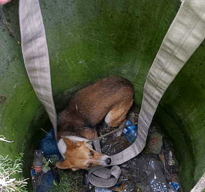Як на Тернопільщині визволяли беззахисного з пастки