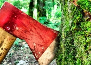 На Прикарпатті засудили двох підлітків, які зрубали дев’ять смерек, щоб купити собі одяг