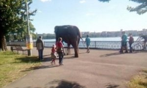 Вулицями Тернополя гуляв справжній слон (Фото)
