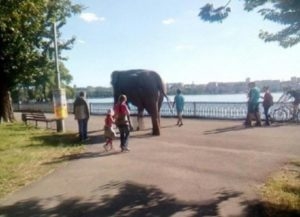 Вулицями Тернополя гуляв справжній слон (Фото)
