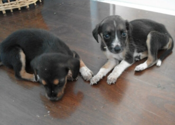 Для двох “малят” з Тернополя, яких живцем зарили у землю, потрібна допомога