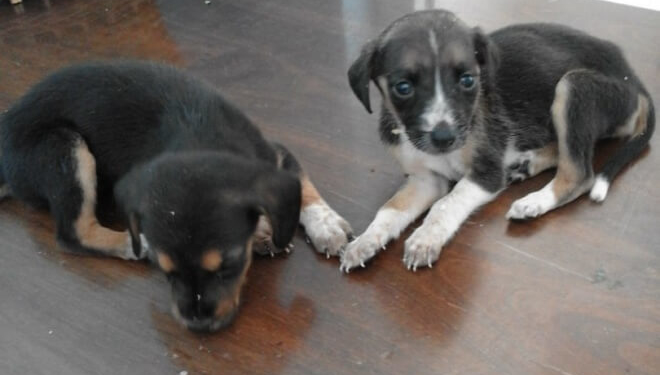 Для двох “малят” з Тернополя, яких живцем зарили у землю, потрібна допомога