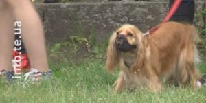 Безпритульних песиків презентували в Тернополі (Відео)