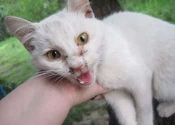 У Тернополі її знайшли страшенно худою та обезсиленою