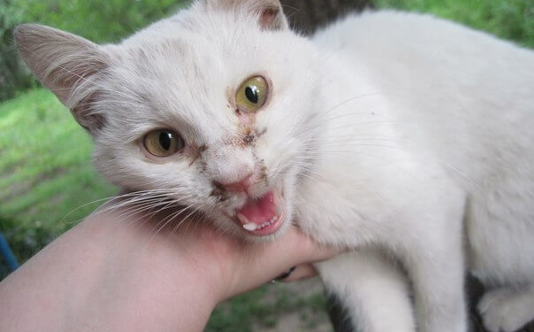 У Тернополі її знайшли страшенно худою та обезсиленою