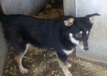 У Тернополі віддають собаку, яку привезли із зони АТО