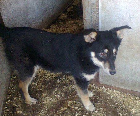 У Тернополі віддають собаку, яку привезли із зони АТО