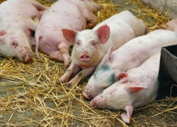 Свині у одному з районів Тернопільщини можуть бути уражені чумою?