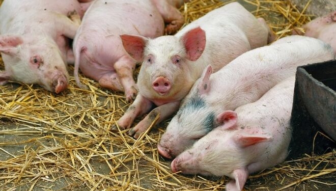 Свині у одному з районів Тернопільщини можуть бути уражені чумою?