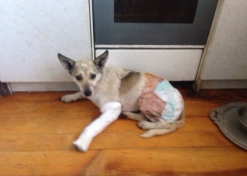 У Тернополі шукають Еліс