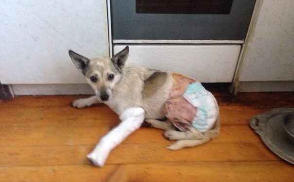 У Тернополі шукають Еліс