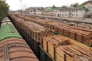 На Тернопільщині СБУ викрила махінації з експортування деревини