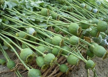 На Тернопільщині “слідкуватимуть” за любителями маку