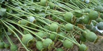 На Тернопільщині “слідкуватимуть” за любителями маку