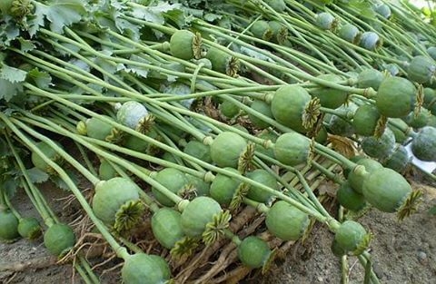 На Тернопільщині “слідкуватимуть” за любителями маку