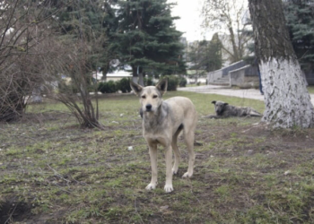 Бродячі собаки та Тернопіль: усе, що ви повинні знати