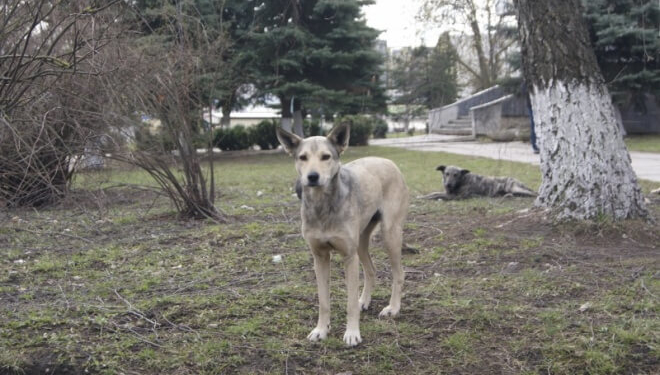Бродячі собаки та Тернопіль: усе, що ви повинні знати