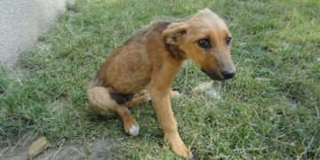 Від недоїдання повилазила шерсть, – у Тернополі знайшли вкрай виснажене цуценя