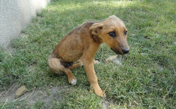 Від недоїдання повилазила шерсть, – у Тернополі знайшли вкрай виснажене цуценя