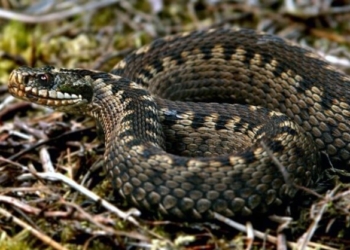 На Тернопільщині змія вкусила чоловіка