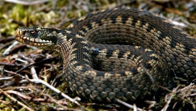 На Тернопільщині змія вкусила чоловіка