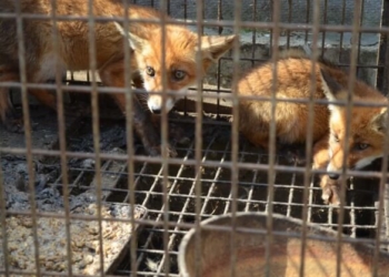 Житель Тернопільщини тримає на дачі лисиць, косуль та навіть ослів