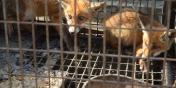 Житель Тернопільщини тримає на дачі лисиць, косуль та навіть ослів