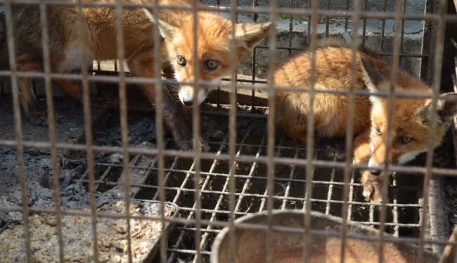 Житель Тернопільщини тримає на дачі лисиць, косуль та навіть ослів