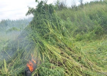 Де на Тернопільщині росте дурман?