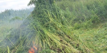 Де на Тернопільщині росте дурман?