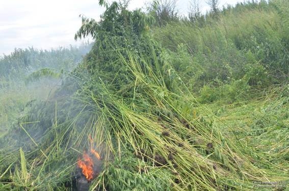 Де на Тернопільщині росте дурман?