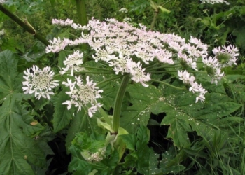 З ким “воюють” у Тернополі?