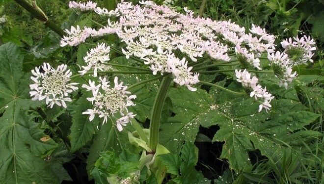 З ким “воюють” у Тернополі?