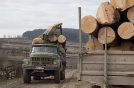 Хто з відомих політиків заробляє мільйони на контрабанді лісу