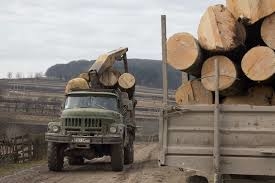 Хто з відомих політиків заробляє мільйони на контрабанді лісу