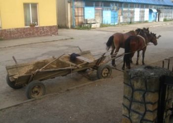 Страшна смерть: на Тернопільщині кінь волочив чоловіка по землі