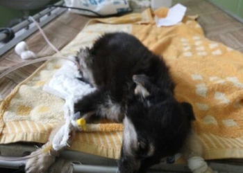 Потрібна допомога: безпритульні цуценята у Тернополі помирають від невідомого вірусу