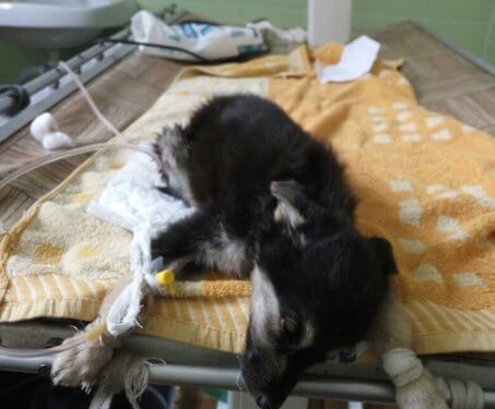 Потрібна допомога: безпритульні цуценята у Тернополі помирають від невідомого вірусу