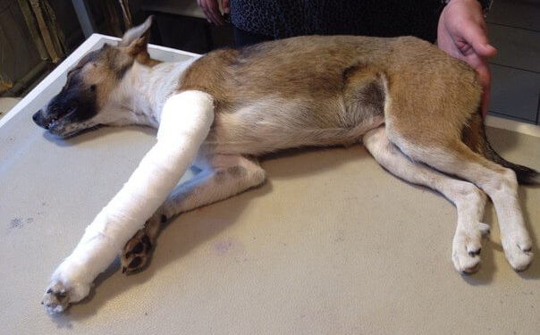 На Тернопільщині нелюди перебили собаці лапу (фото)