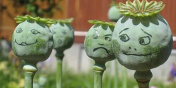 На Тернопільщині виявили села, які “працювали” на наркоманів