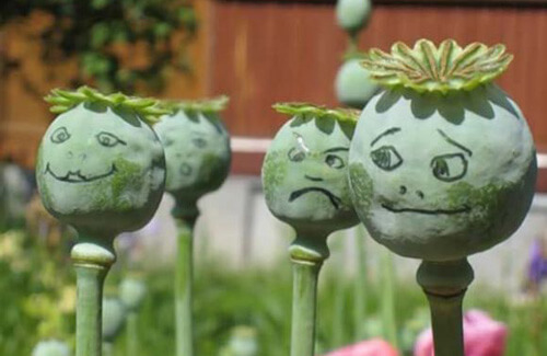 На Тернопільщині виявили села, які “працювали” на наркоманів