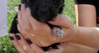 Які умови у Дичкові на Тернопільщині, де перебувають безпритульні собаки?