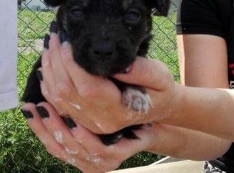 Які умови у Дичкові на Тернопільщині, де перебувають безпритульні собаки?