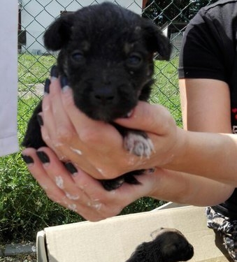 Які умови у Дичкові на Тернопільщині, де перебувають безпритульні собаки?