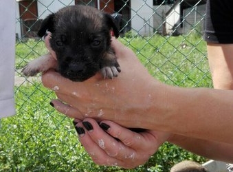 Які умови у Дичкові на Тернопільщині, де перебувають безпритульні собаки?