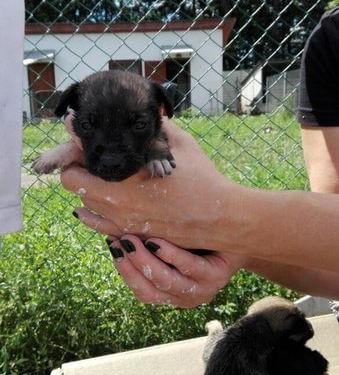 Які умови у Дичкові на Тернопільщині, де перебувають безпритульні собаки?