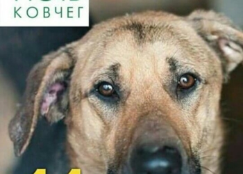 Ось список, чим можуть допомогти тернополяни безпритульним собакам