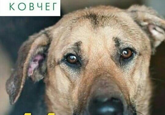 Ось список, чим можуть допомогти тернополяни безпритульним собакам