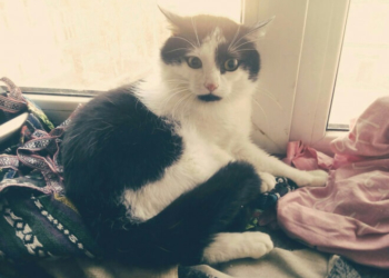 Навіщо таке скотство робити? Пост-застереження тернополянам