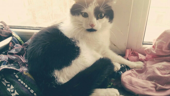 Навіщо таке скотство робити? Пост-застереження тернополянам